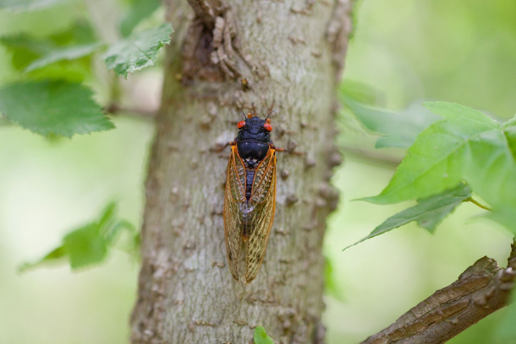 Cicada1